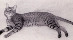 Mačke uzgajivači otqiq: little dom leopards